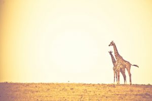 Giraffage